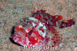THiis little guy was only about 3 cm . The picture was ta... by Marcus Grant 